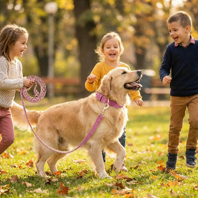 collier chien cuir pu laisse rose golden retriever enfants famille parc automne