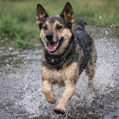 collier chien de dressage berger allemand eau course etanche anti aboiement action