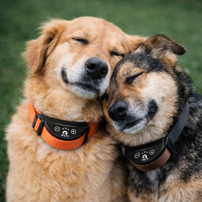 collier chien de dressage golden berger allemand complicite orange marron anti aboiement