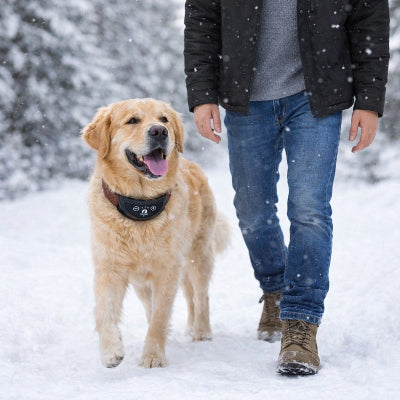 collier chien de dressage golden retriever neige hiver promenade etanche anti aboiement