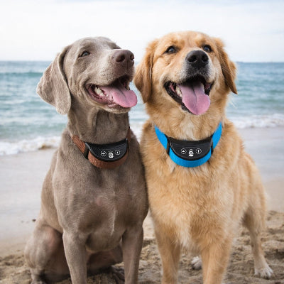 collier chien de dressage golden weimaraner plage mer etanche anti aboiement bleu marron