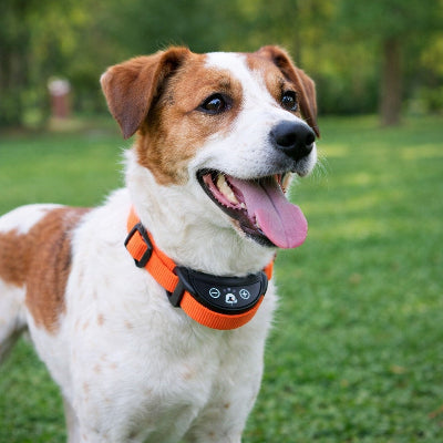 collier chien de dressage jack russell terrier orange anti aboiement jardin exterieur