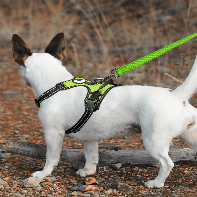 Collier Chien - DogsHarnessCollar™ - Fluorescent Vert - Libre & Poilu