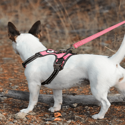 Collier Chien - DogsHarnessCollar™ - Rose Clair - Libre & Poilu