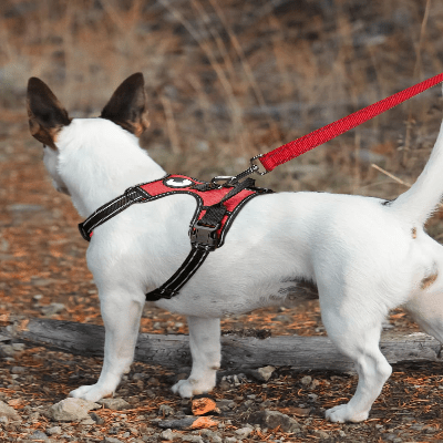 Collier Chien - DogsHarnessCollar™ - Rouge - Libre & Poilu