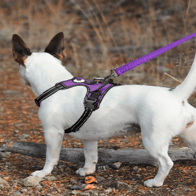 Collier Chien - DogsHarnessCollar™ - Violet - Libre & Poilu