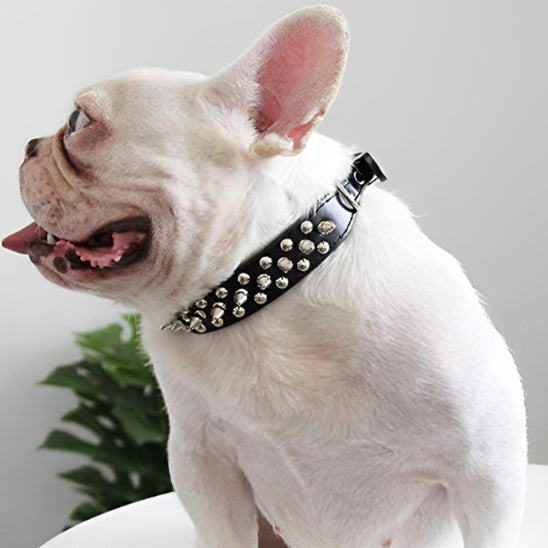 collier chien en cuir noir clous tetes mort bouledogue francais rock