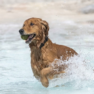 collier chien GPS sans abonnement golden retriever waterproof mer balle éclabousse