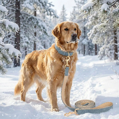 collier chien laisse bleu gris golden retriever hiver neige cuir pu premium