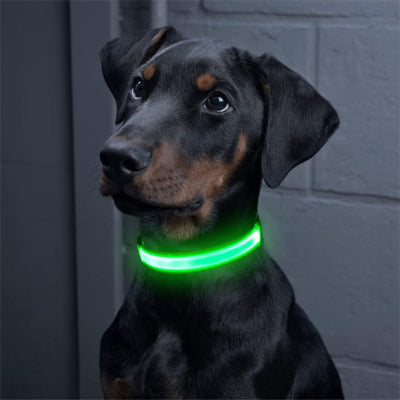 collier chien lumineux led vert doberman noir visibilite nocturne securite urbain