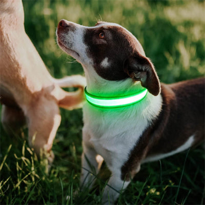 collier chien lumineux led vert exterieur promenade parc visibilite securite jour