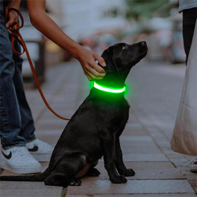collier chien lumineux led vert noir promenade urbaine visibilite securite maitre