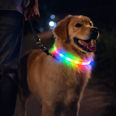 collier chien lumineux multicolore golden retriever promenade nuit securite led visible