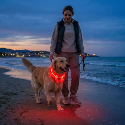 collier chien lumineux rouge golden retriever plage crepuscule promenade soir led securite visible