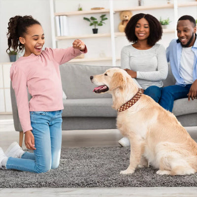 collier-chien-marron-cloute-golden-enfant-famille-cuir-securite-dressage