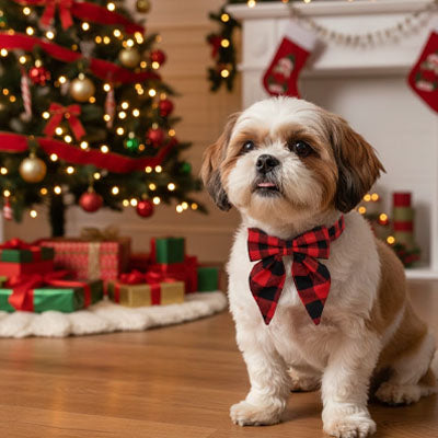 collier chien noel rouge tartan shih tzu festif