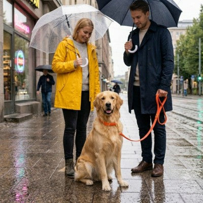 Collier chien orange fluo Golden Retriever couple ville pluie laisse.