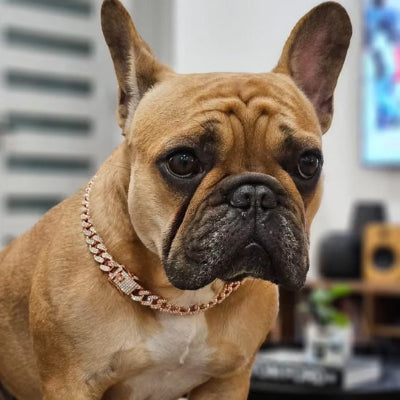 collier chien rose gold strass bouledogue francais lifestyle interieur premium