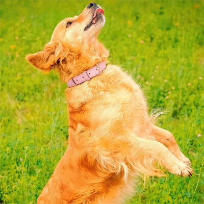 collier chien rose golden retriever jardin cuir pu premium boucle doree