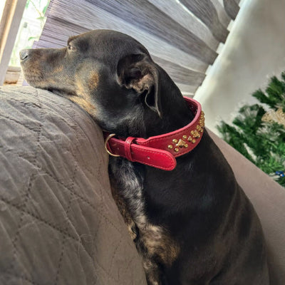 collier chien rouge cloute cuir petit chien confort interieur style