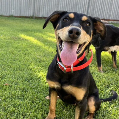 collier chien rouge noir beige doberman heureux jardin exterieur qualite premium