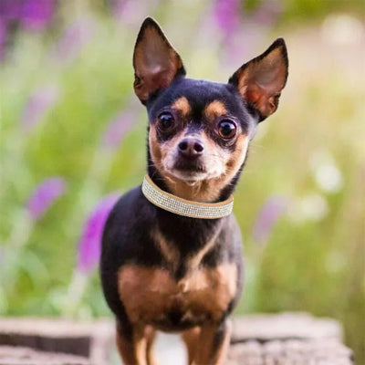 collier chien strass argent chihuahua noir feu exterieur fleurs elegant premium