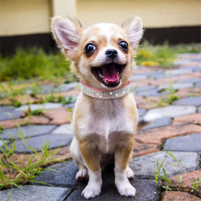 collier chien strass argent chihuahua petit chien exterieur elegant bling luxe