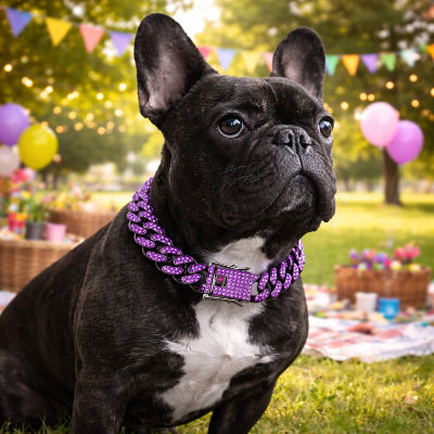 collier chien violet strass bouledogue francais noir exterieur fete jardin