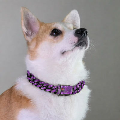 collier chien violet strass cubain shiba inu portrait studio premium