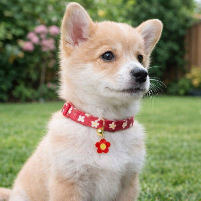 collier chiot rouge fleurs blanches corgi jardin charm fleur grelot dore