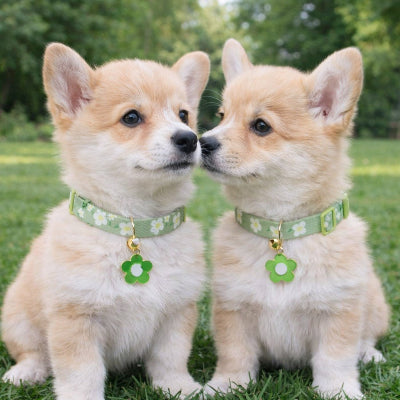 collier chiot vert fleurs blanches duo corgi jardin charm fleur grelot