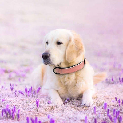 collier cuir chien rose labrador blanc fleurs printemps elegant confortable premium