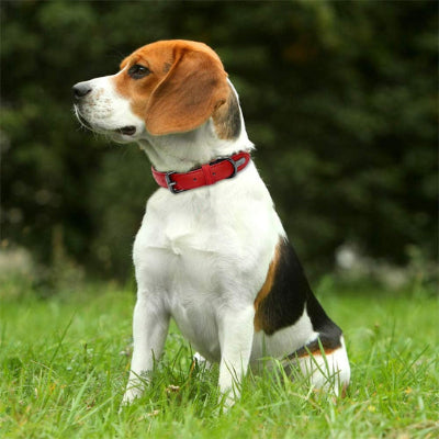 collier cuir chien rouge beagle exterieur nature ajustable confortable elegant premium