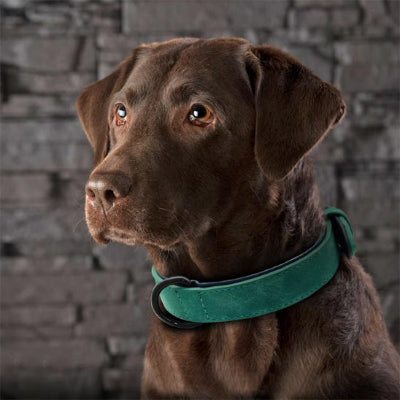 collier cuir chien vert turquoise labrador chocolat elegant confortable premium qualite