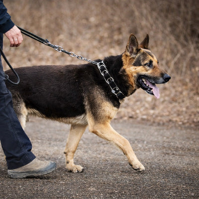 collier de dressage chien berger allemand chaine metal laisse education canine professionnel