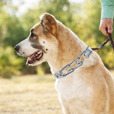 collier de dressage chien chaine metal gros chien laisse tresse promenade exterieur