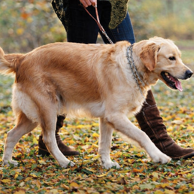 collier de dressage chien golden retriever chaine metal laisse promenade automne parc