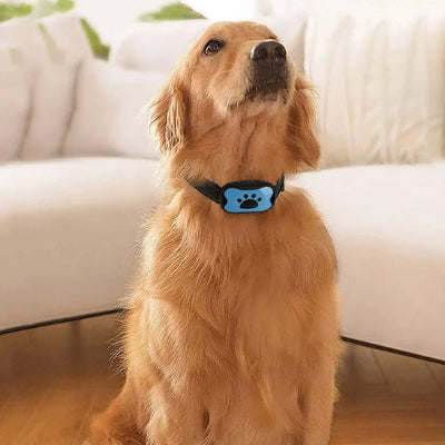 collier de dressage pour chien golden retriever anti aboiement bleu interieur