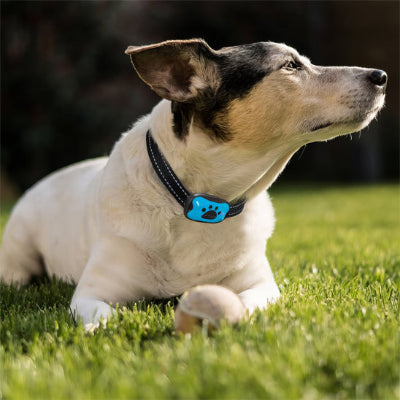 collier de dressage pour chien jack russell terrier couche pelouse bleu exterieur