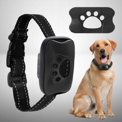 collier de dressage pour chien labrador noir details produit anti aboiement complet accessoires