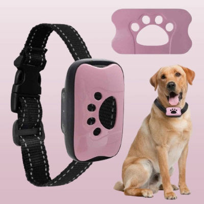 collier de dressage pour chien labrador rose details produit anti aboiement complet accessoires