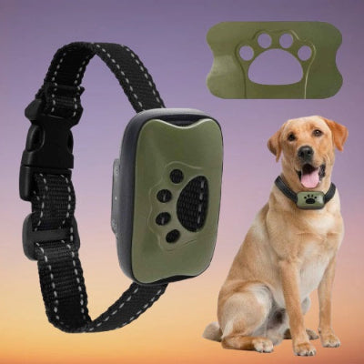 collier de dressage pour chien labrador vert militaire details produit anti aboiement complet