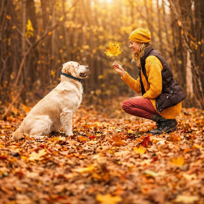 collier dressage chien golden retriever automne foret education complicite nature feuilles