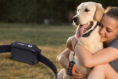 collier dressage chien telecommande labrador golden retriever education positive complicite