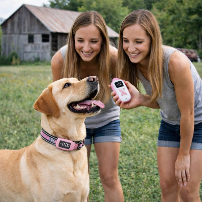 collier dressage pour chien telecommande rose labrador education canine famille