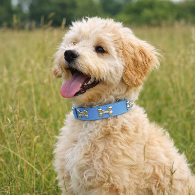 collier en cuir pour chien bleu caniche os metal exterieur nature premium