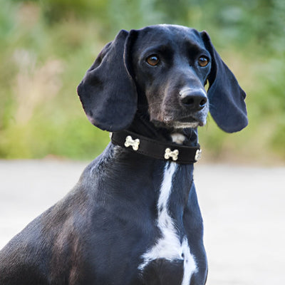 collier en cuir pour chien noir braque os metal elegant exterieur premium