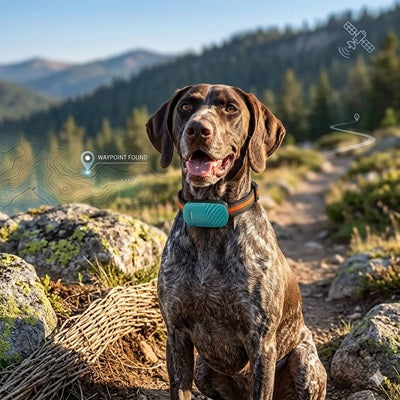 collier gps chien braque sentier satellite tracker localisation