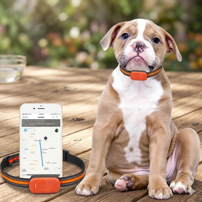 collier gps chien chiot bulldog application localisation temps réel