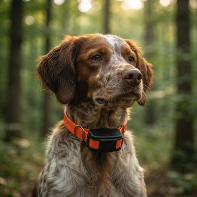 Collier GPS chien de chasse Épagneul breton portrait forêt
